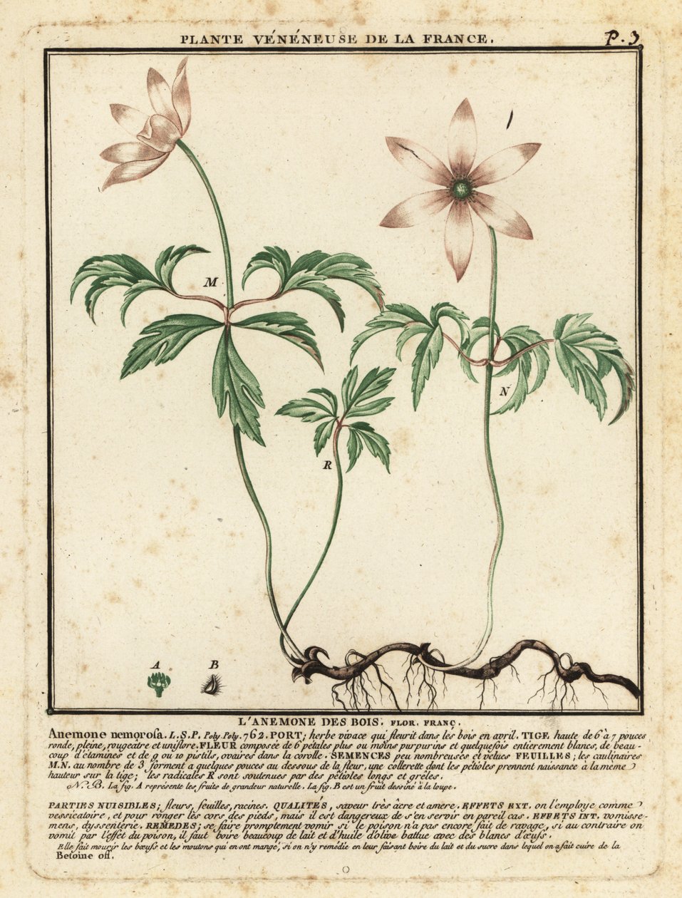 Erdei kökörcsin, Anemone nemorosa. alkotó: Unbekannter Künstler