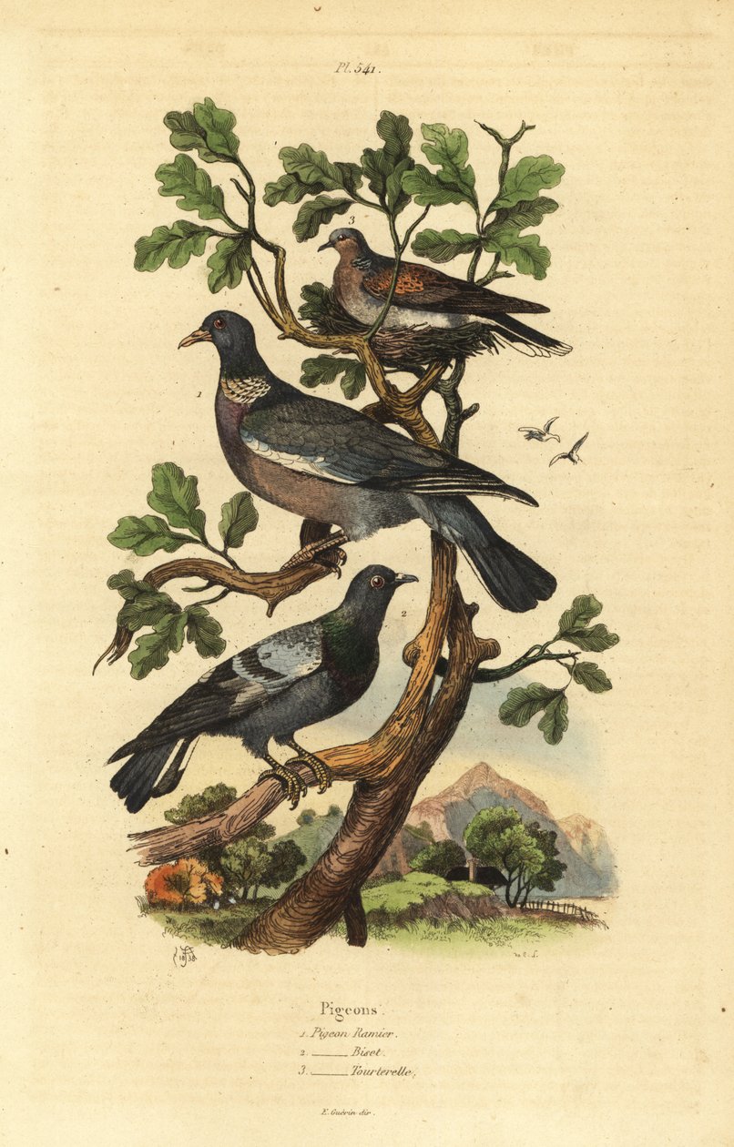 Erdei galamb, Columba palumbus, közönséges galamb, Columba livia és teknős galamb, Streptopelia risoria alkotó: Unbekannt