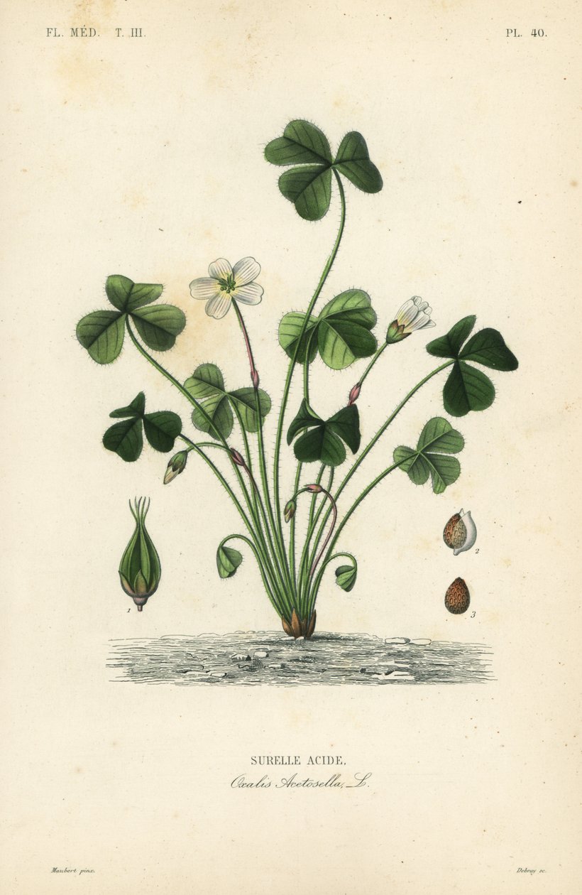 Erdei sóska, Oxalis acetosella, Surelle sav alkotó: Unbekannt