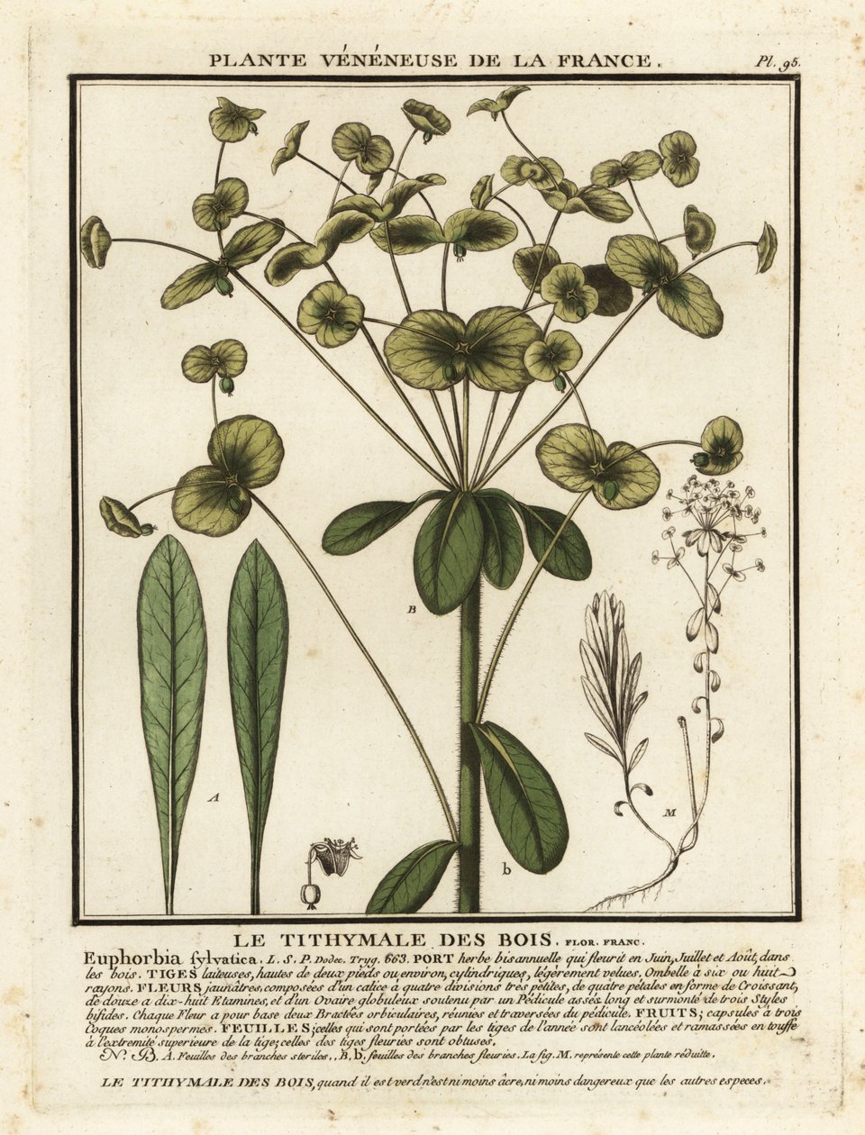 Erdőhal, Euphorbia amygdaloides. alkotó: Unbekannter Künstler