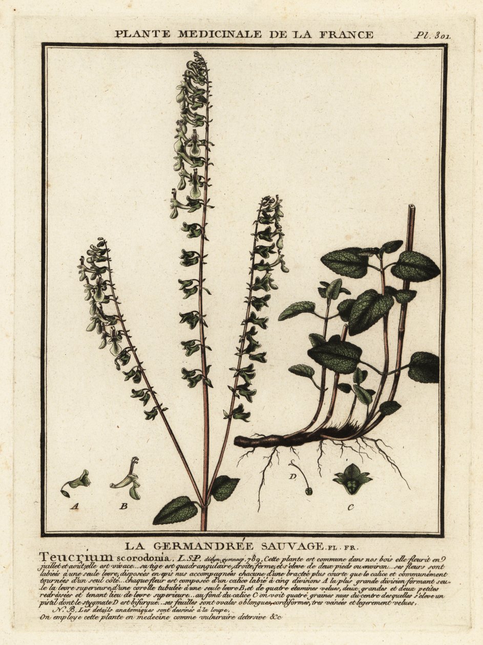 Erdei germander, Teucrium scorodonia. alkotó: Unbekannter Künstler