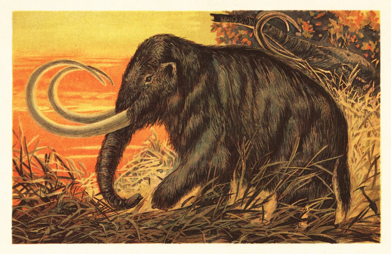 Gyapjas mamut, Mammuthus primigenius.1908 (litográfia) alkotó: Unbekannter Künstler