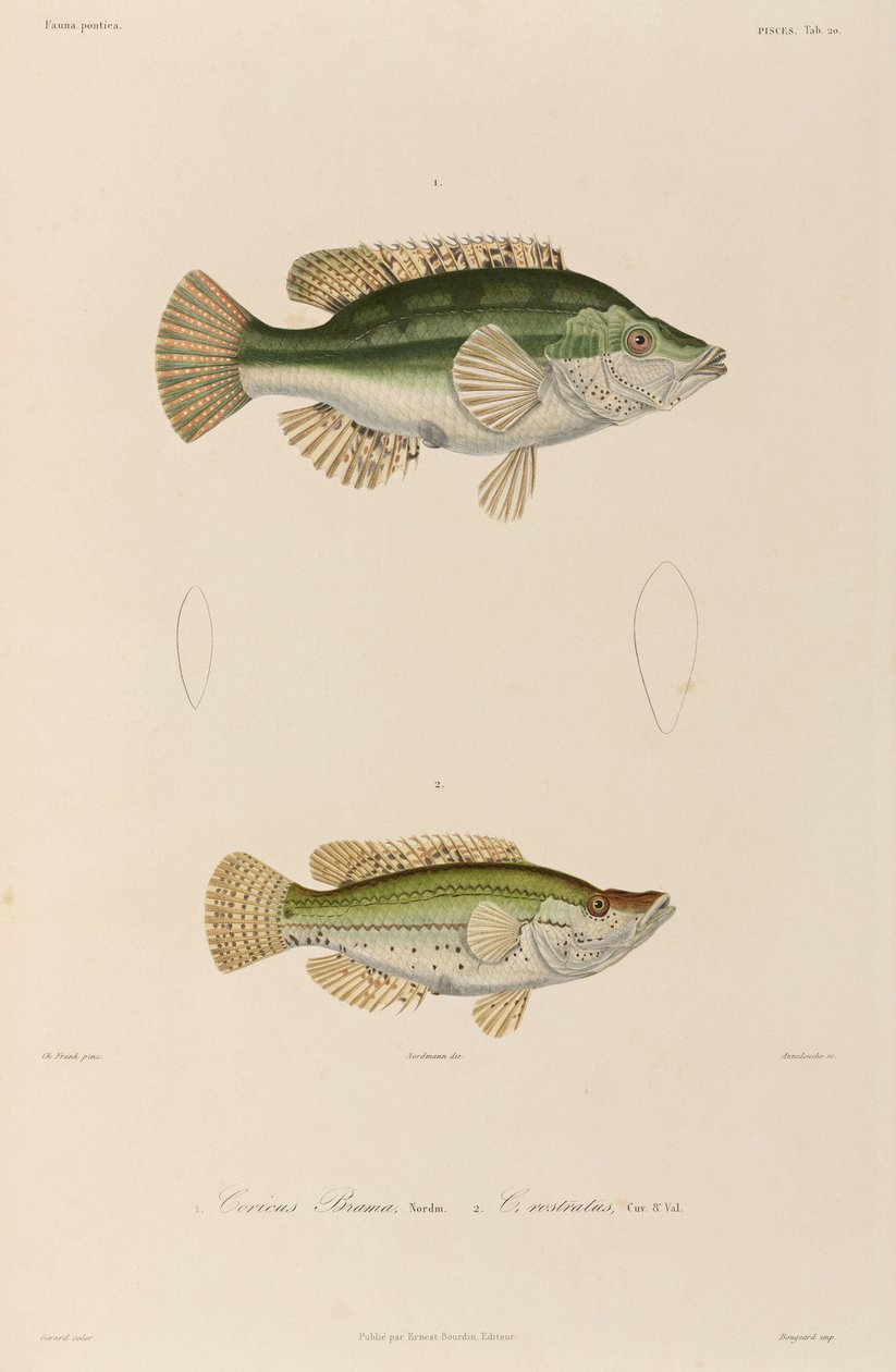 Wrasses, Fekete-tenger alkotó: Unbekannter Künstler