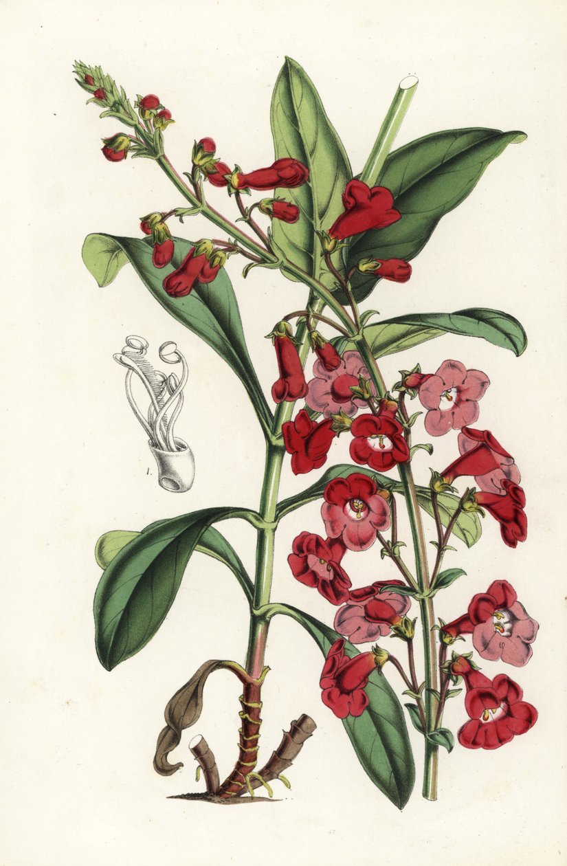 Wright szakállnyelv, Penstemon wrightii (Pentstemon wrightii). Kézzel színezett litográfia Louis van Houtte és Charles Lemaire: Flowers of the Gardens and Hothouses of Europe, Flore des Serres et des Jardins de l