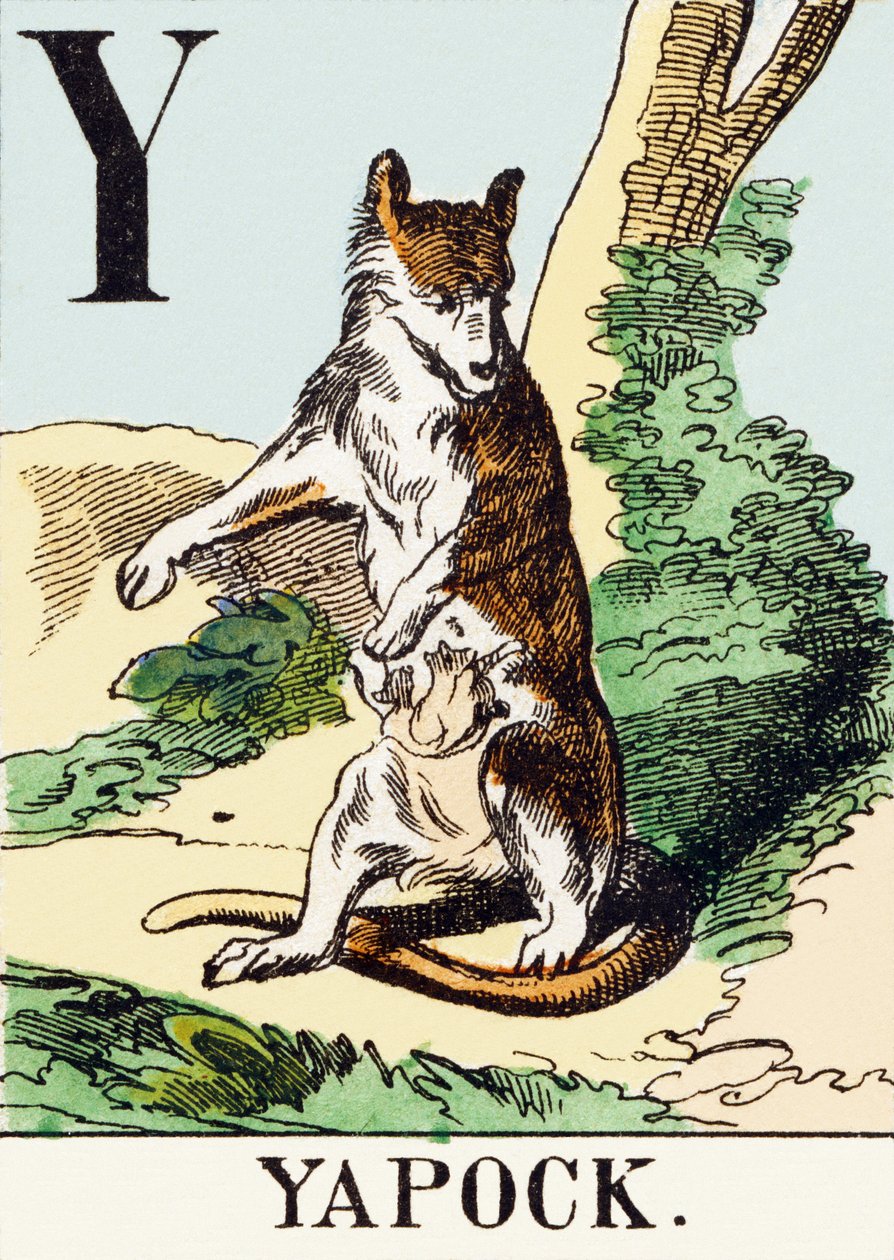 Y: Yapock – A vadászábécé, 1890 körül (metszet) alkotó: Unbekannt