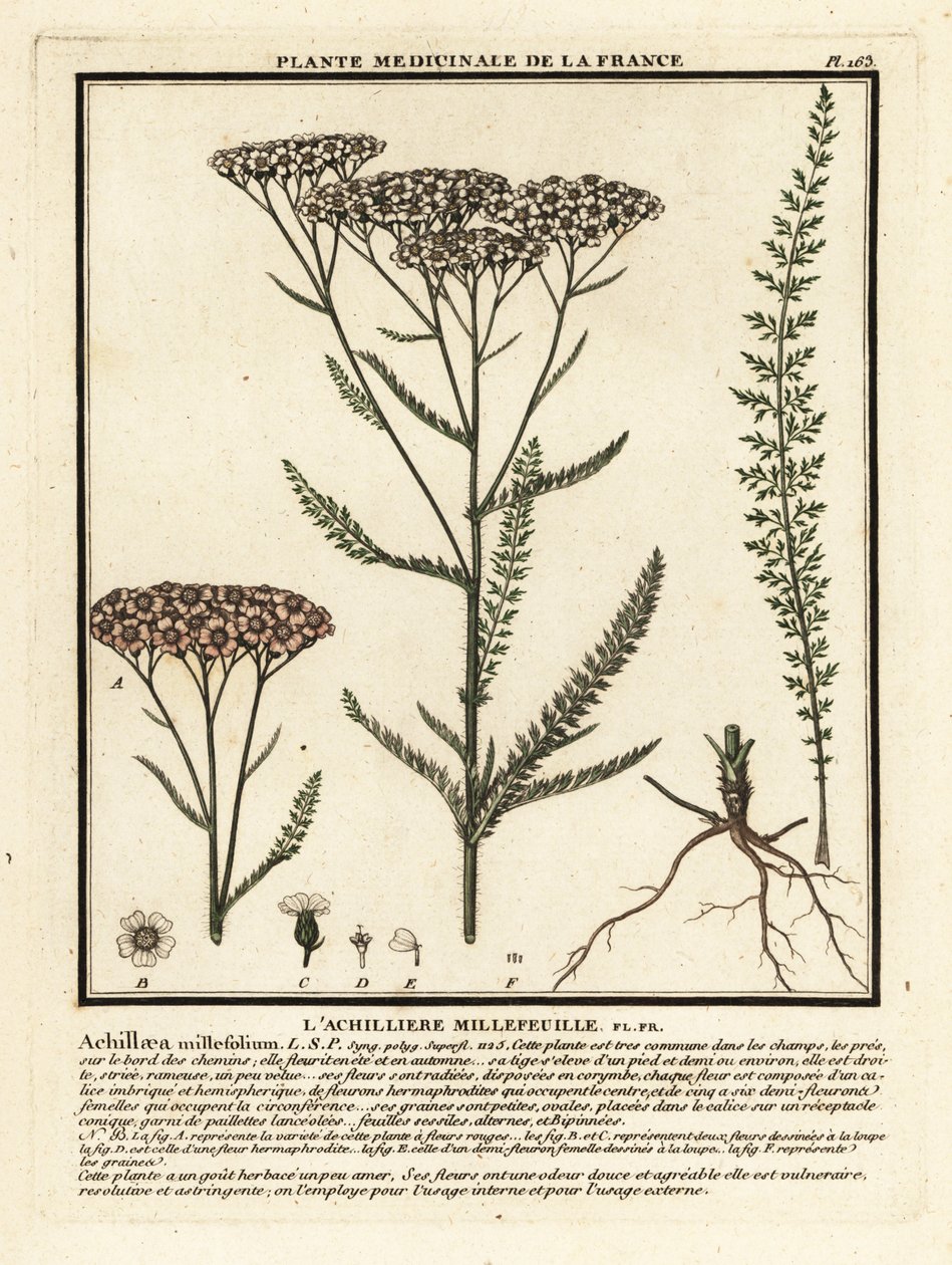 Cickafarkfű, Achillea millefolium. alkotó: Unbekannter Künstler