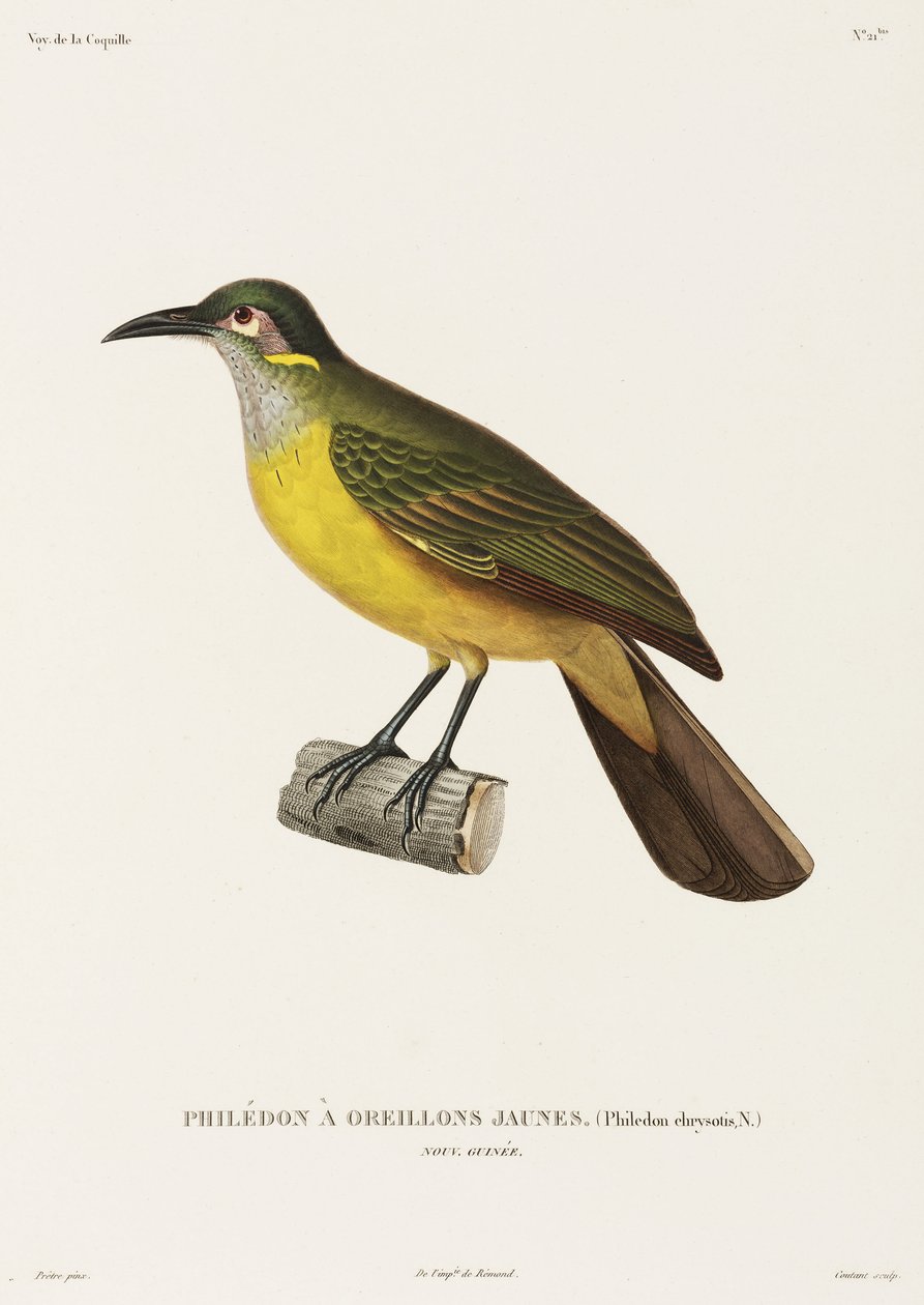 Sárgaarcú Philedon, Új-Guinea alkotó: Unbekannter Künstler