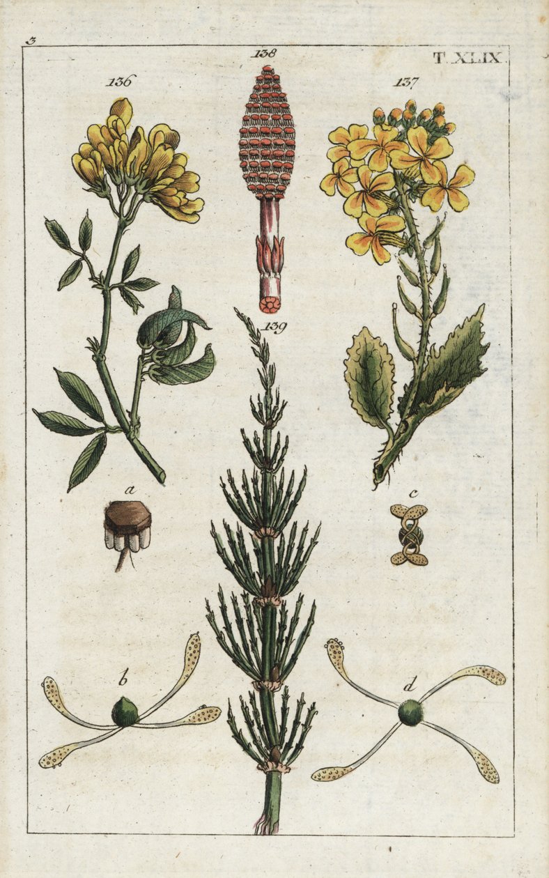 Sárga lucerna (lucerna), Medicago falcata 136, vadretek (ravenelle), Raphanus raphnistrum 137, és mezei zsurló (prele des champs), Equisetum arvense 138/139. Kézzel színezett rézmetszet egy botanikai illusztrációról G. T. Wilhelm "Unte alkotó: Unbekannter Künstler