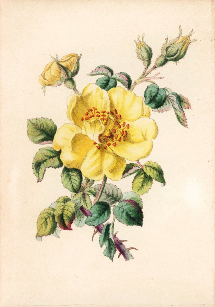 Sárga szederrózsa, Rosa lutea, Robert Tyas "Queen of Flowers, or Memoirs of the Rose" című művéből, London. alkotó: Unbekannter Künstler