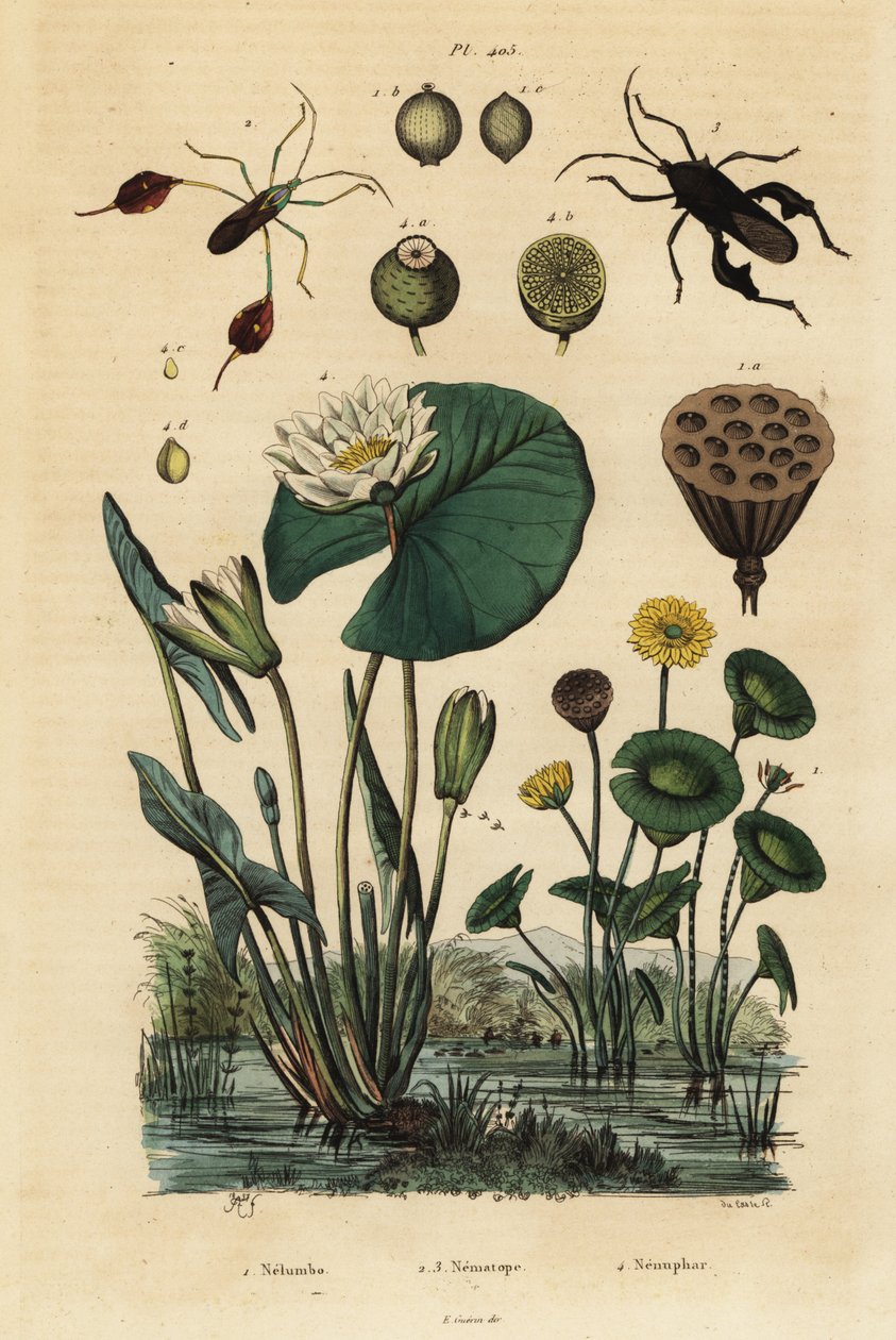 Sárga lótusz, Nelumbo lutea 1, levéllábú poloskák, Anisoscelis foliaceus 2 és Anoplocnemis curvipes 3, valamint fehér tündérrózsa, Nymphaea alba 4 alkotó: Unbekannt