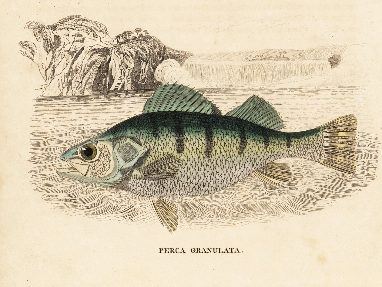 Sárga sügér, Perca flavescens (granulált sügér, Perca granulata). Kézzel színezett acélmetszet Georg Friedrich Treitschke természetrajzi galériájából, Naturhistorischer Bildersaal des Thierreiches, Liepzig-1842. alkotó: Unbekannter Künstler