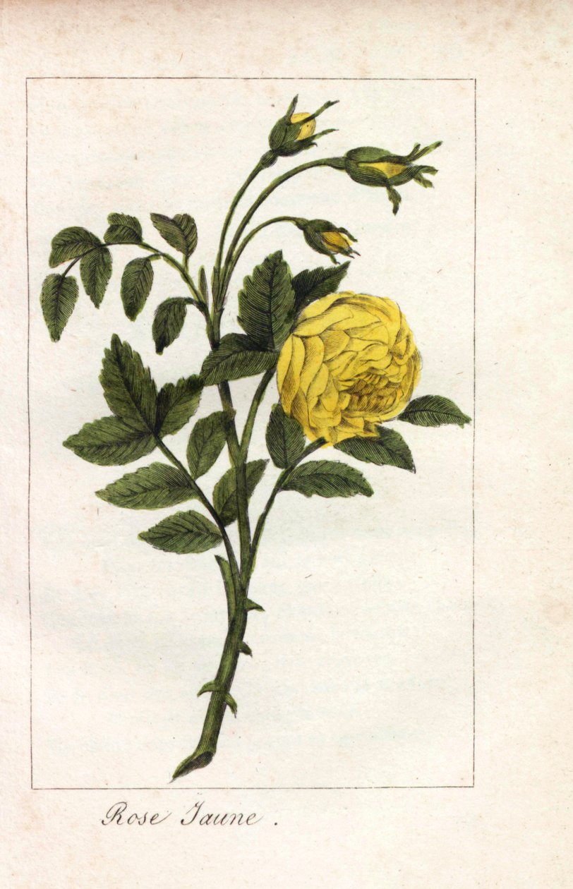 Sárga rózsaszín, sárga rózsaszín, Rosa lutea. Kézi rézmetszet Prudhomme kisasszony illusztrációjáról, "Hommage rendu a la Rose", Párizs, 1815 körül. Ajándékkönyv a rózsa történetével és egy tucat botanikai miniatúrával. alkotó: Unbekannter Künstler