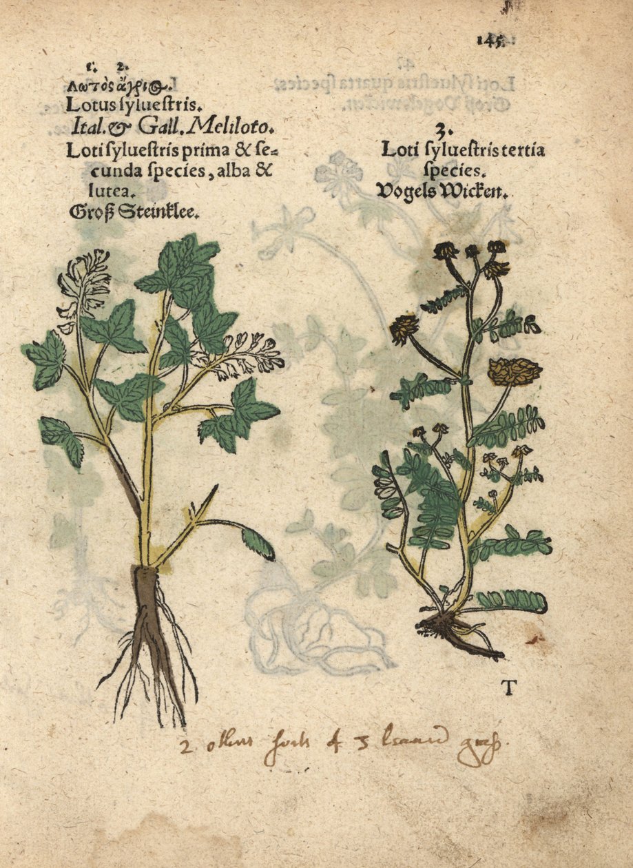 Sárga édes lóhere faj, Melilotus officinalis. Adam Lonicer Krauterbuch, vagy Herbal, Frankfurt, Krauterbuch, vagy Herbal című művének botanikai illusztrációjának kézzel színezett fametszete. alkotó: Unbekannter Künstler