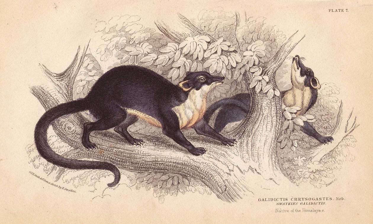 Sárga torkú márna, Martes flavigula (Galidictis chrysogastes). Lizars kézzel színezett acélmetszete Charles Hamilton Smith illusztrációja után, R. G. Watkin vázlata alapján, William Jardine