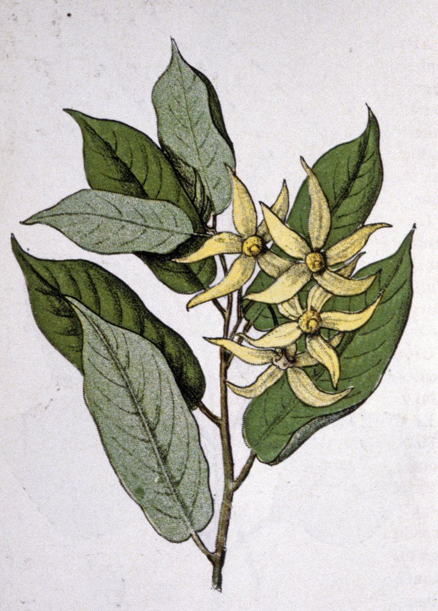 Ylang Ylang, 20. század eleje (metszet) alkotó: Unbekannter Künstler