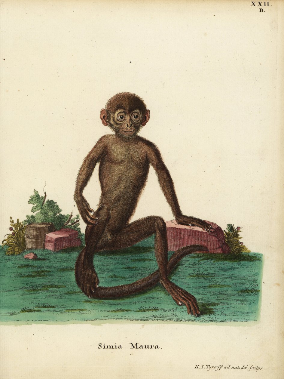 Fiatal sávos langur, Presbytis femoralis. Simia maura. Kézzel színezett rézmetszet, amelyet Hermann Jakob Tyroff rajzolt és metszett a természet után Johann Christian Daniel Schreber: Animal Illustrations after Nature, or Schreber