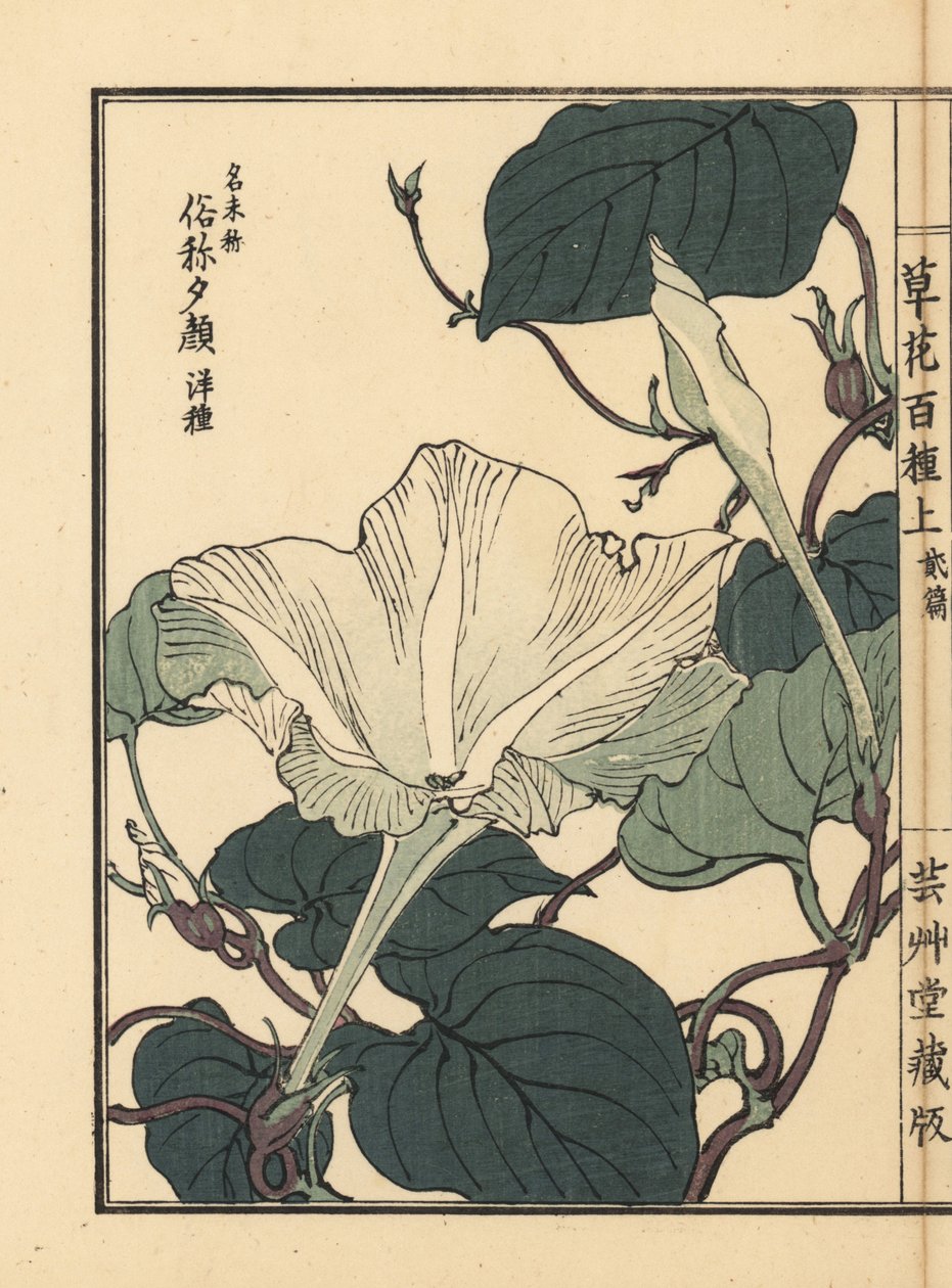 Yuugao, hyoutan, calabash, vagy palack tök virág, Lagenaria siceraria. Kézzel színezett fametszet, Kono Bairei, Kusa Bana Hyakushu (Százféle virág), Tokió, Yamada. alkotó: Unbekannter Künstler