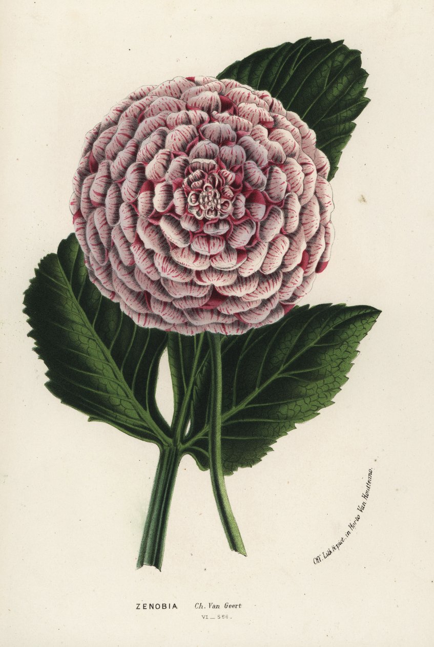 Zenobia dália hibrid, Dahlia coccinea. Kézzel színezett litográfia Louis van Houtte és Charles Lemaire: Flowers of the Gardens and Hothouses of Europe, Flore des Serres et des Jardins de l