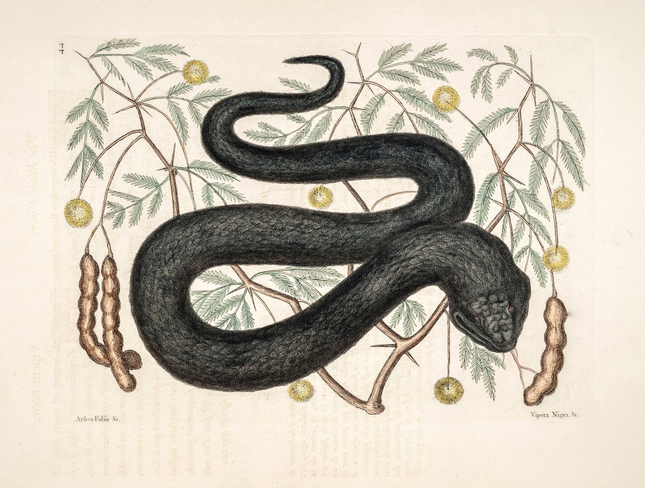 Állatkert illusztráció/Vipera nigra/Black Viper alkotó: Unbekannter Künstler