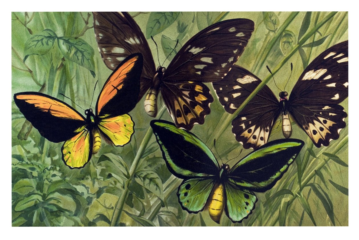 Állattani térkép: Cresus pillangó (Ornithoptera croesus), hím és nőstény alkotó: Unbekannter Künstler