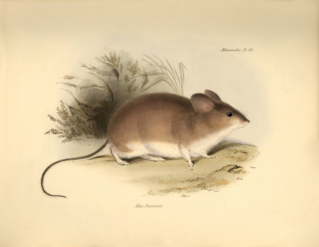 Állattan: Darwin "Mud Darwinii" vagy egér, amelyet Charles Darwin a Beagle fedélzetén tett felfedezőútja során írt le. Tábla a "The Zoology of the voyage of the H.M.S. Beagle under the command of Captain Fitzroy during the years 1832 to 1836 edited and sup alkotó: Unbekannter Künstler