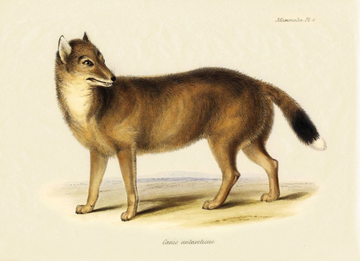 Állattan: Charles Darwin (1809-1882) által a Beagle fedélzetén tett utazása során megfigyelt falklandi róka (Canis antarticus). Tábla a "The Zoology of the Voyage of the H.M.S. Beagle Under the Command of Captain Fitzroy, R.N., during the Years 1832 to 183 alkotó: Unbekannter Künstler