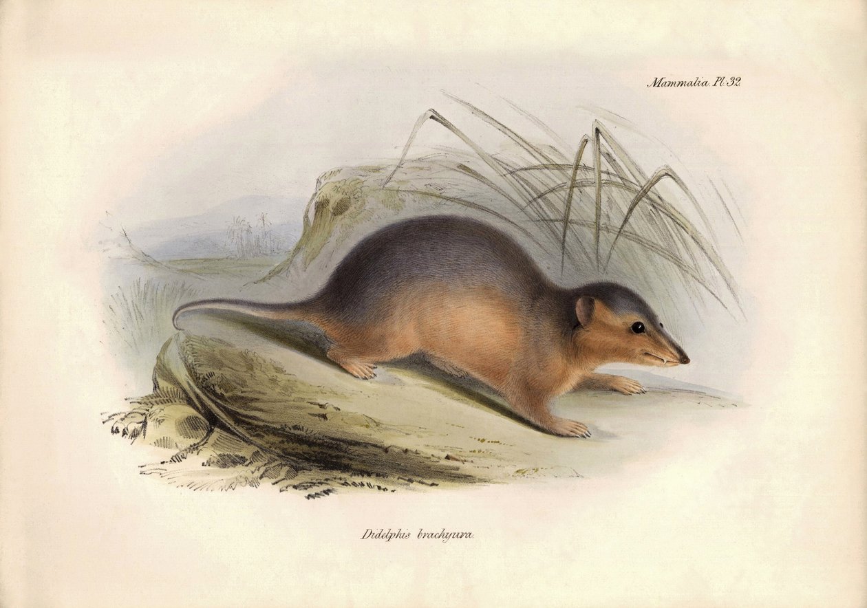Állattan: Charles Darwin által a Beagle fedélzetén tett felfedezőútja során leírt "Didelphis brachiura", az oposszumfélék családjába tartozó faj. Tábla a "The Zoology of the voyage of the H.M.S. Beagle under the command of Captain Fitzroy during the years  alkotó: Unbekannter Künstler