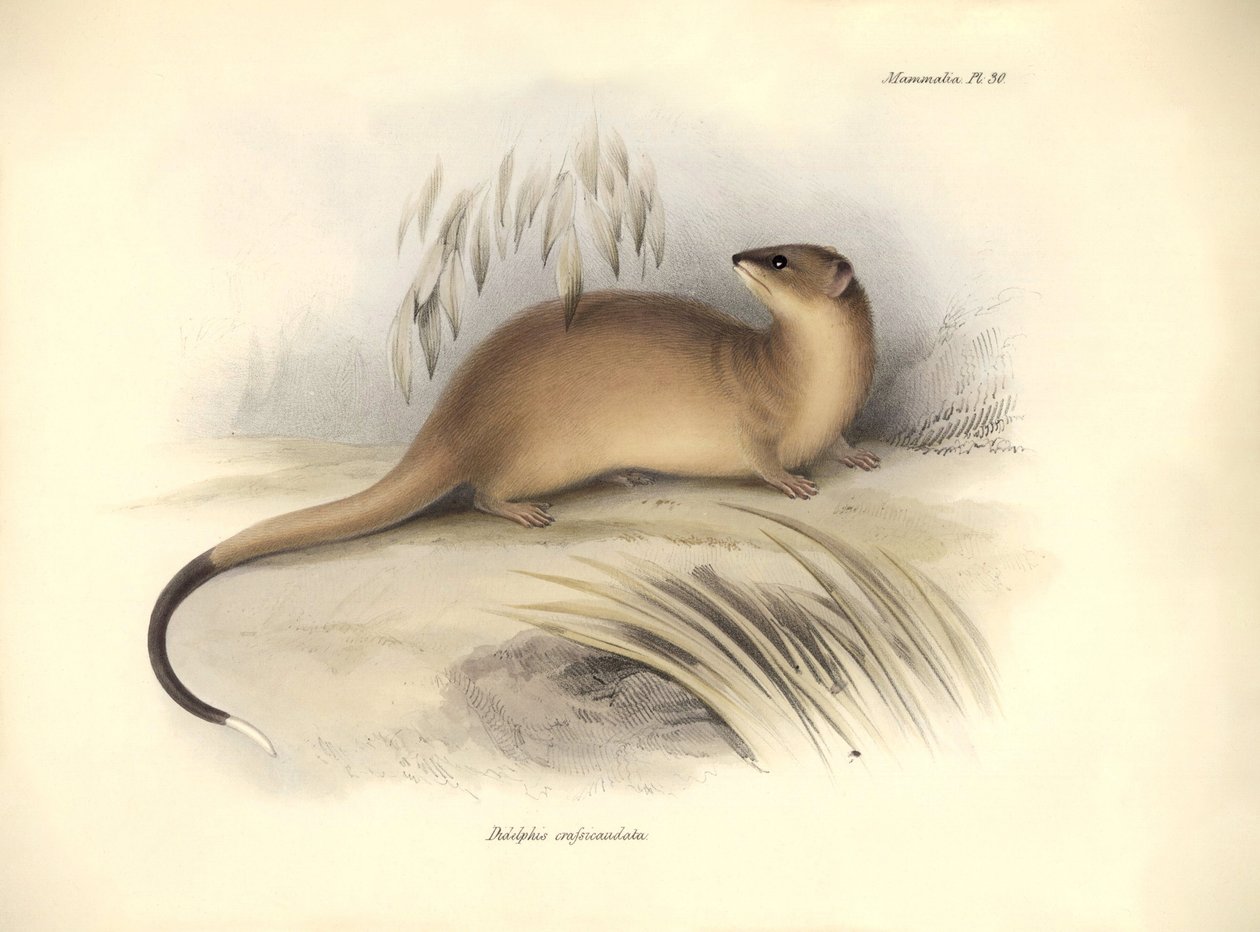 Állattan: Charles Darwin által a Beagle fedélzetén tett felfedezőútja során leírt "Didelphis crassicaudata" az oposszumfélék családjába tartozik. Tábla a "The Zoology of the voyage of the H.M.S. Beagle under the command of Captain Fitzroy during the years  alkotó: Unbekannter Künstler