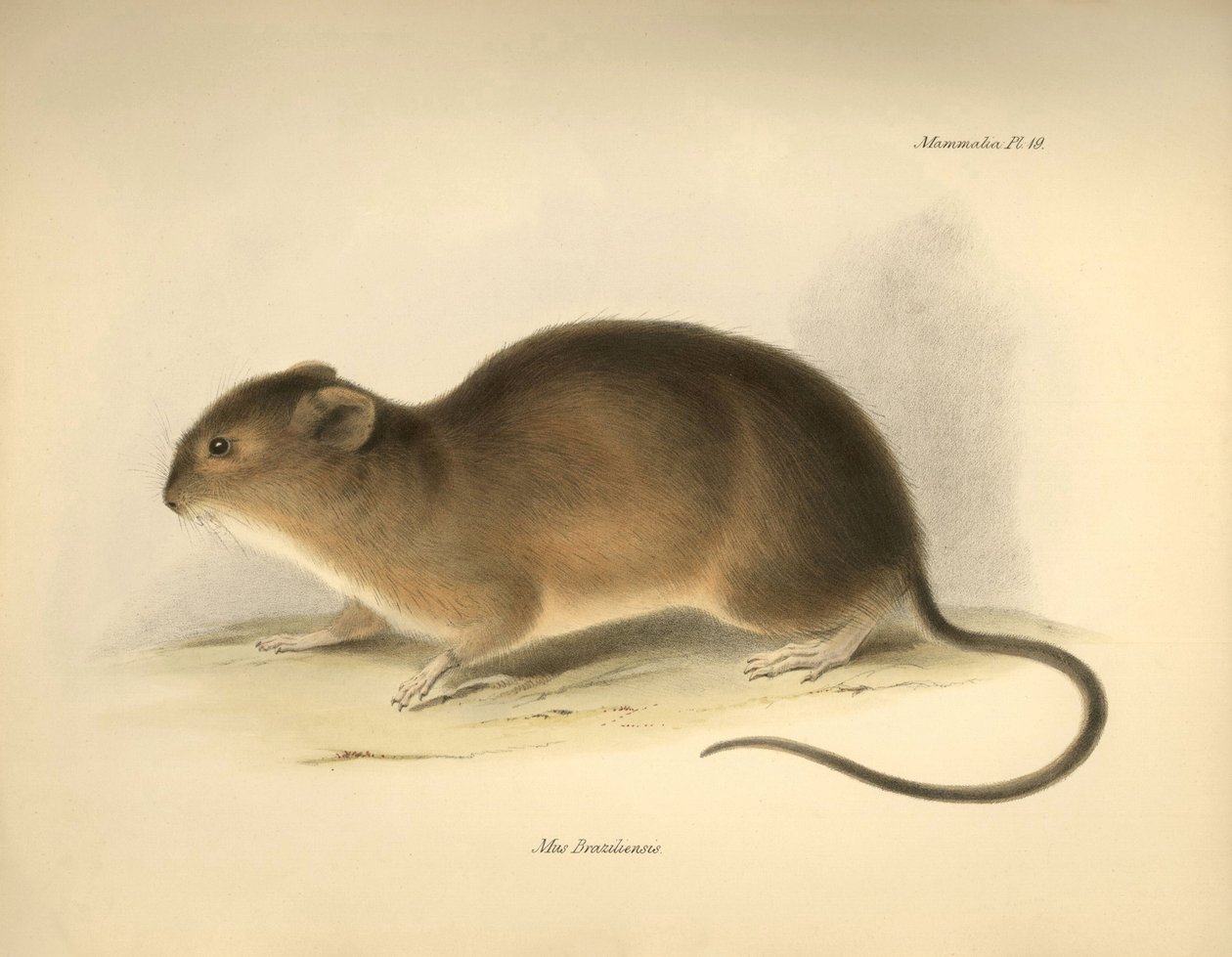 Állattan: A "Mus braziliensis" vagy brazil egér, amelyet Charles Darwin írt le a Beagle fedélzetén tett felfedezőútja során. Tábla a "The Zoology of the voyage of the H.M.S. Beagle under the command of Captain Fitzroy during the years 1832 to 1836 edi alkotó: Unbekannter Künstler