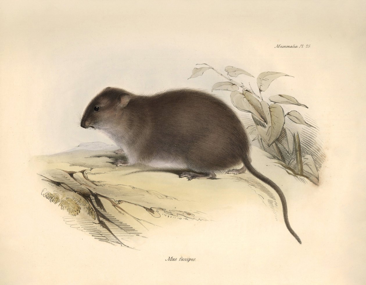 Állattan: A "Mus fuscipes", azaz az ausztrál partvidék rágcsálója, amelyet Charles Darwin írt le a Beagle fedélzetén tett felfedezőútja során. Tábla a "The Zoology of the voyage of the H.M.S. Beagle under the command of Captain Fitzroy during the years 183 alkotó: Unbekannter Künstler