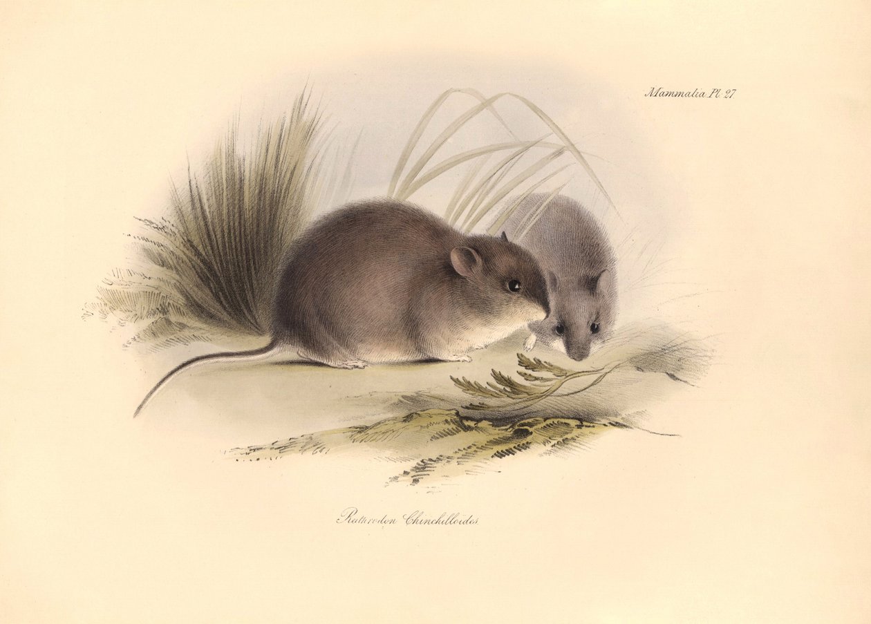 Állattan: A "Reithrodon Chinchilloides" vagy patagóniai csincsilla, amelyet Charles Darwin írt le a Beagle fedélzetén tett felfedezőútja során. Tábla a "The Zoology of the voyage of the H.M.S. Beagle under the command of Captain Fitzroy during the years 1 alkotó: Unbekannter Künstler