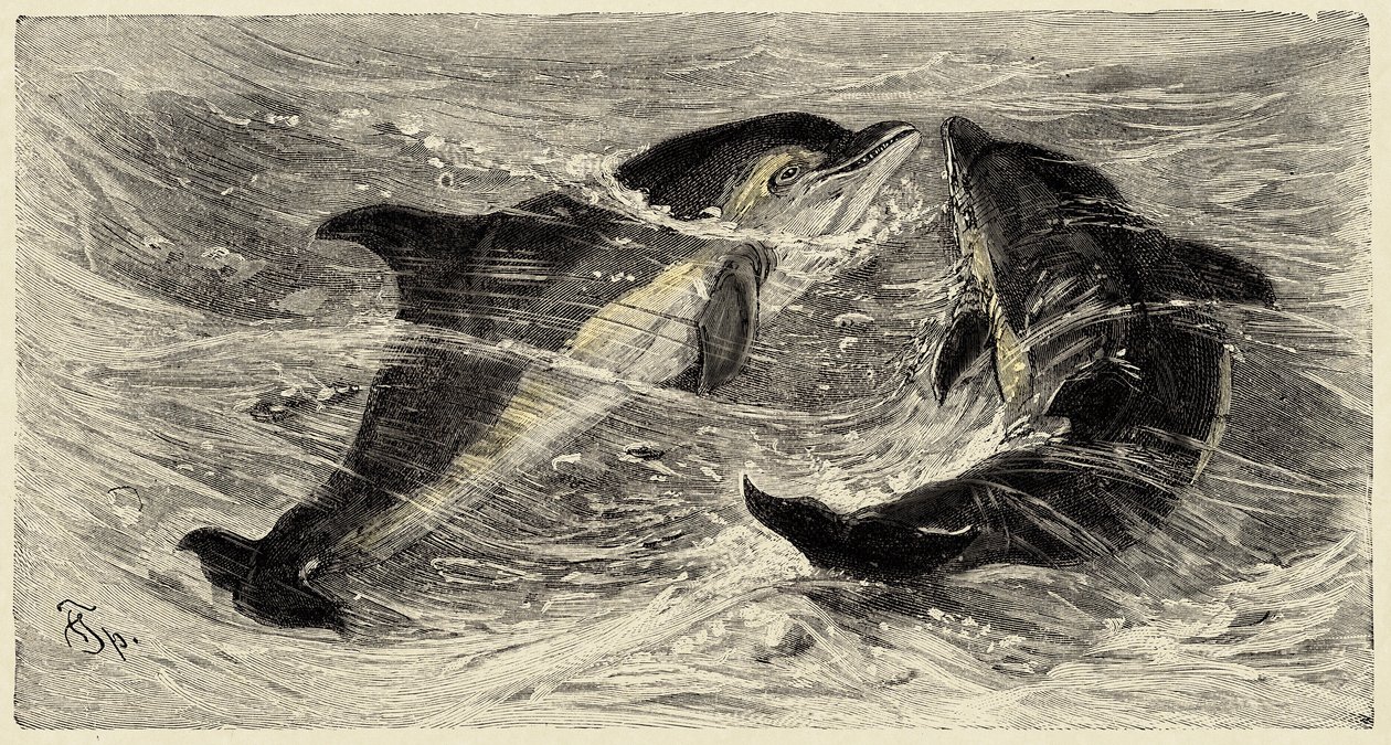 Zoológia: delfinek (delphinus delphis), leírva és illusztrálva Carlo Vogt és Federico Specht által a "Natural history illustree: mammals" 1884-ben. alkotó: Unbekannter Künstler