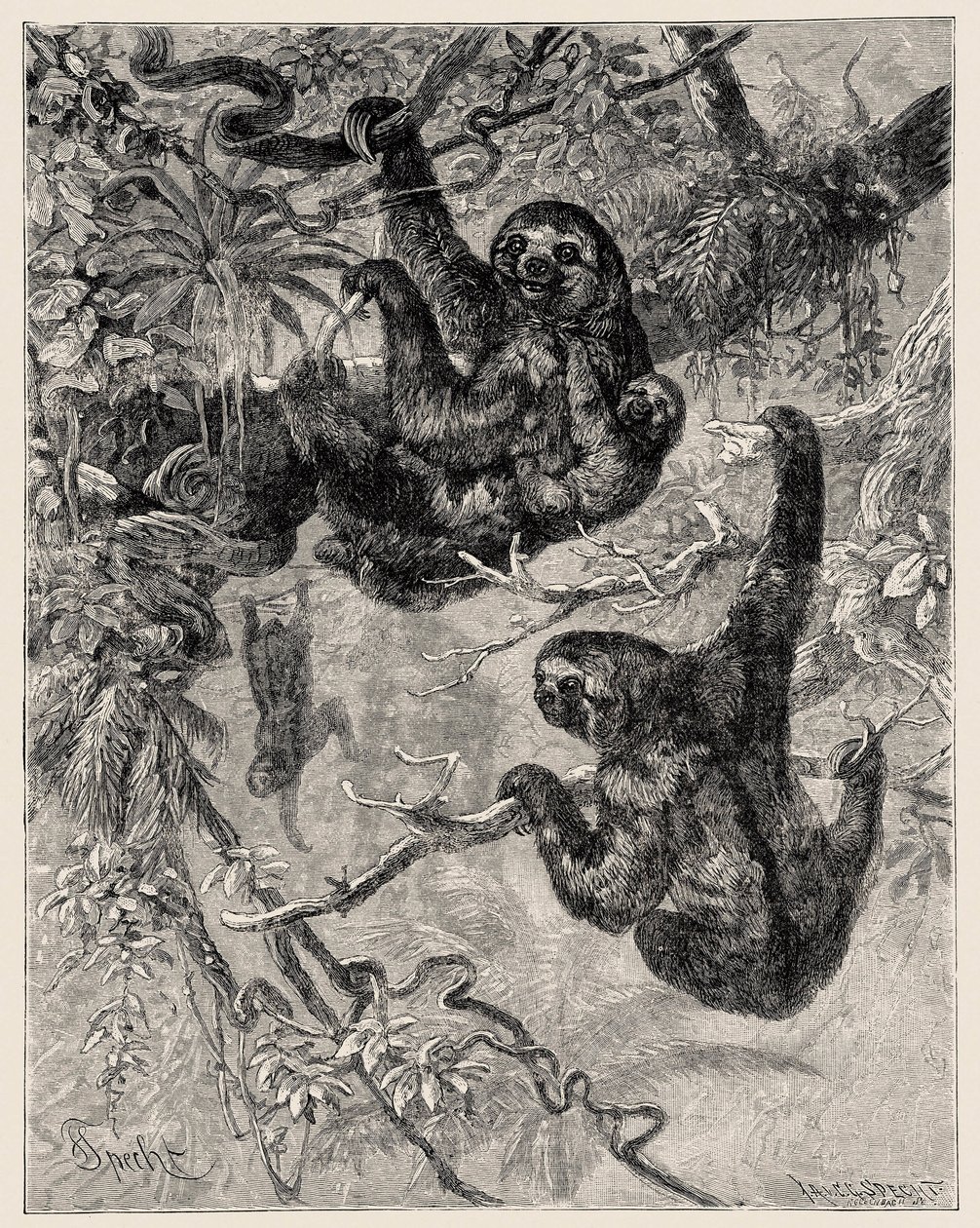 Zoológia: lusta (Ai - Bradypus tridactylus), leírva és illusztrálva Carlo Vogt és Federico Specht által az "Illustree Natural History: Emlősök" 1884 alkotó: Unbekannter Künstler