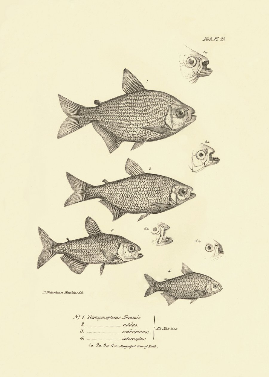 Zoológia: a Charles Darwin által a Beagle fedélzetén tett útja során leírt "Tetragonopterus Abramis, rutilus, scabripinnis, interruptus" halak ábrázolása. Tábla a "The zoology of the voyage of H.M.S. Beagle under the command of Captaain Fitzroy dur" című k alkotó: Unbekannter Künstler