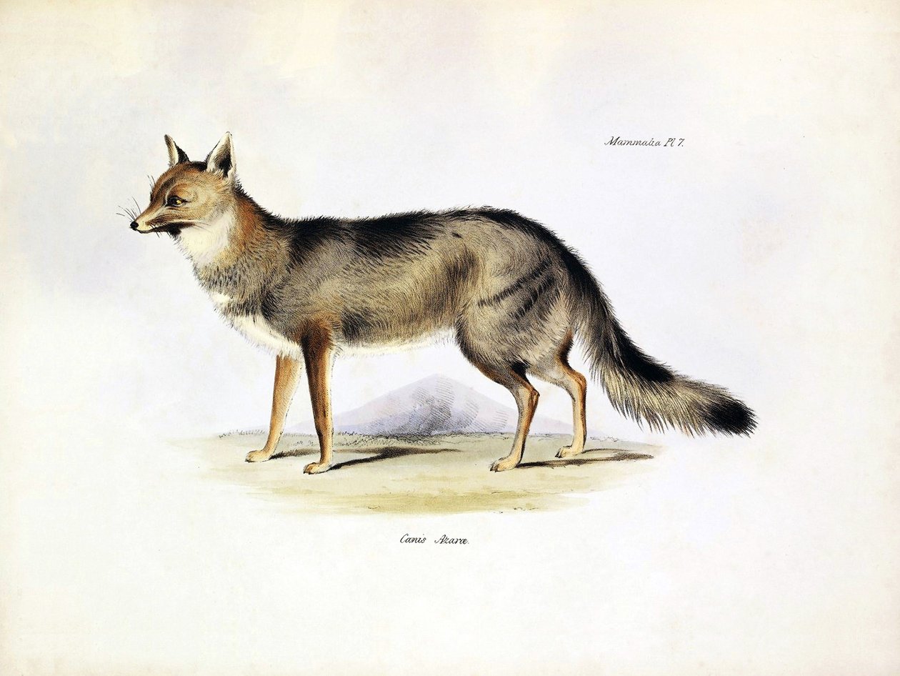Zoológia: a Charles Darwin által a Beagle fedélzetén tett utazása során leírt dél-amerikai "Canis Azarae" róka ábrázolása. Tábla a "The zoology of the voyage of H.M.S. Beagle under the command of Captaain Fitzroy under the years 1832-1836" című könyvből. alkotó: Unbekannter Künstler