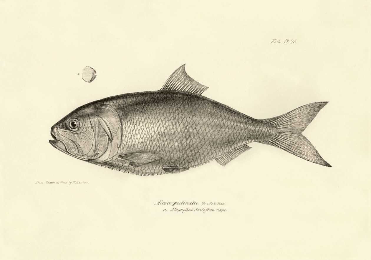 Zoológia: az "Alosa pectinata" hal ábrázolása, amelyet Charles Darwin írt le a Beagle fedélzetén tett utazása során. Tábla a "The zoology of the voyage of H.M.S. Beagle under the command of Captaain Fitzroy under the years 1832-1836" című könyvből. alkotó: Unbekannter Künstler