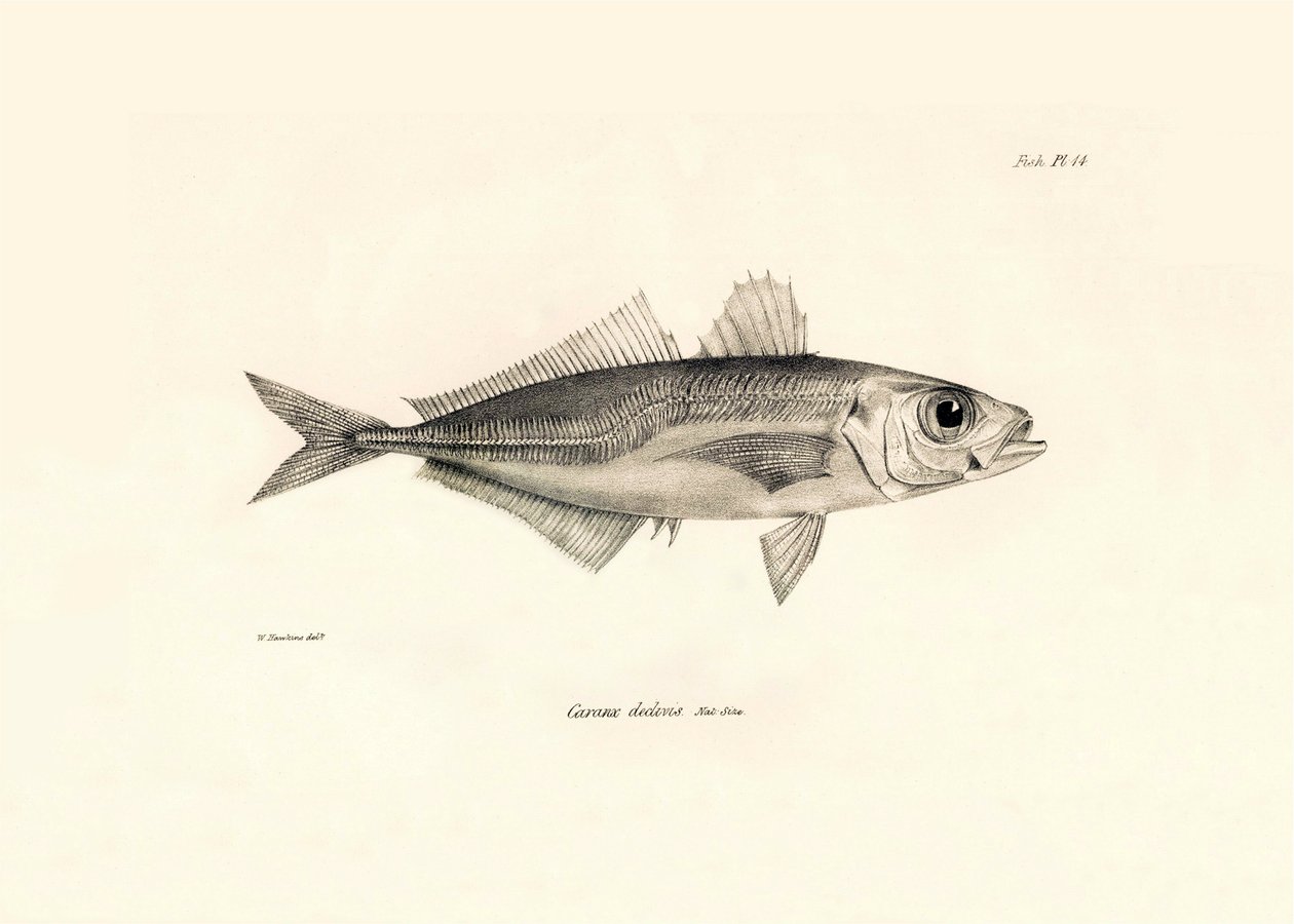 Zoológia: a "Caranx declivis" hal ábrázolása, amelyet Charles Darwin írt le a Beagle fedélzetén tett utazása során. Tábla a "The zoology of the voyage of H.M.S. Beagle under the command of Captaain Fitzroy under the years 1832-1836" című könyvből. alkotó: Unbekannter Künstler