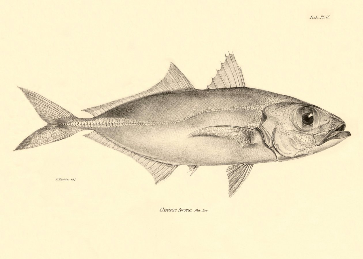 Zoológia: a "Caranx torvus" hal ábrázolása, amelyet Charles Darwin írt le a Beagle fedélzetén tett utazása során. Tábla a "The zoology of the voyage of H.M.S. Beagle under the command of Captaain Fitzroy under the years 1832-1836" című könyvből. alkotó: Unbekannter Künstler