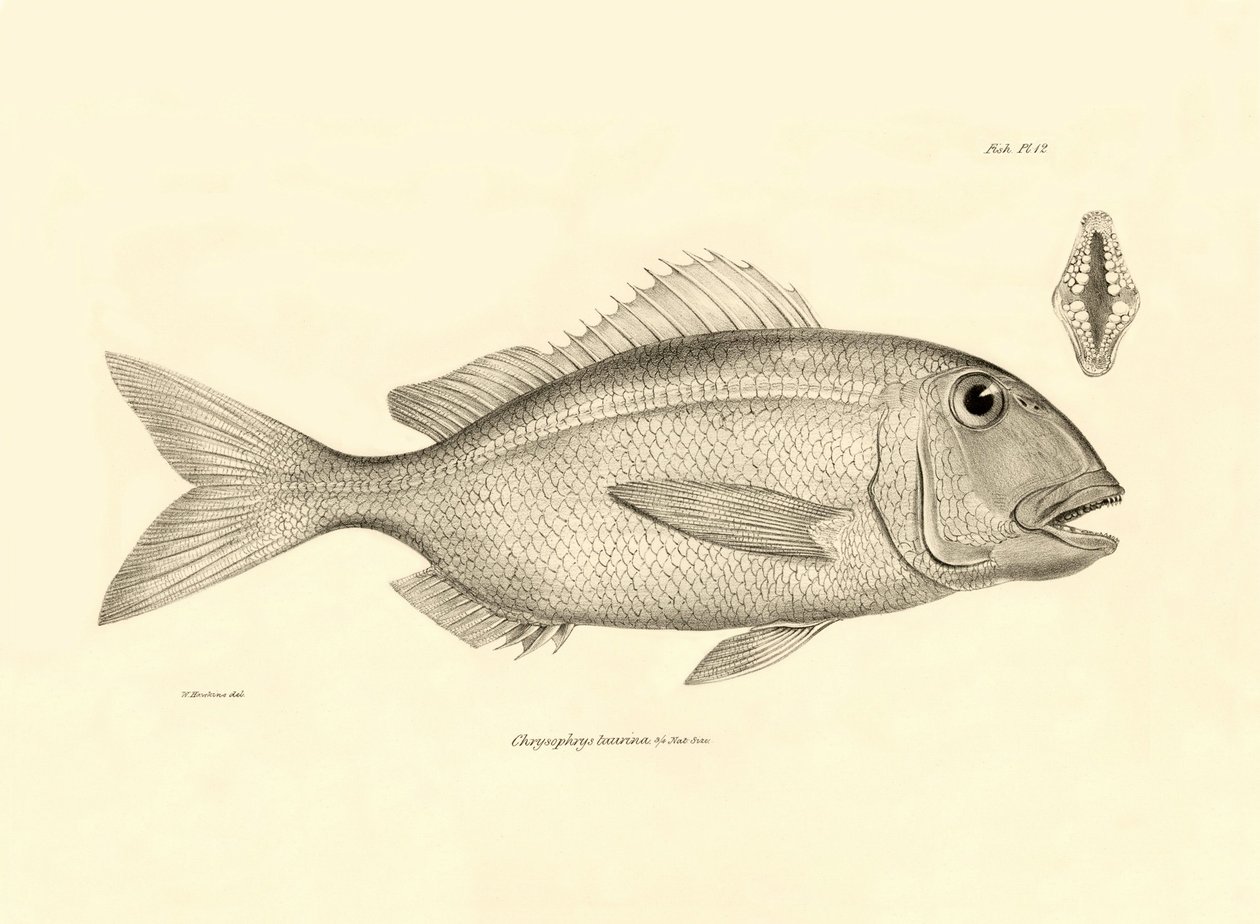 Zoológia: a "Chrysophrys taurina" hal ábrázolása, amelyet Charles Darwin írt le a Beagle fedélzetén tett útján. Tábla a "The zoology of the voyage of H.M.S. Beagle under the command of Captaain Fitzroy under the years 1832-1836" című könyvből. alkotó: Unbekannter Künstler