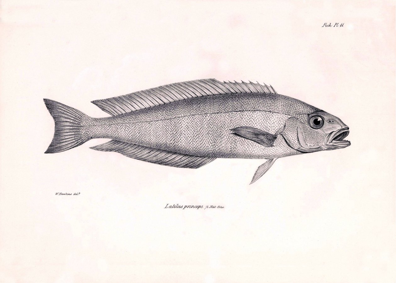 Zoológia: a "Latilus princeps" hal ábrázolása, amelyet Charles Darwin írt le a Beagle fedélzetén tett utazása során. Tábla a "The zoology of the voyage of H.M.S. Beagle under the command of Captaain Fitzroy under the years 1832-1836" című könyvből. alkotó: Unbekannter Künstler