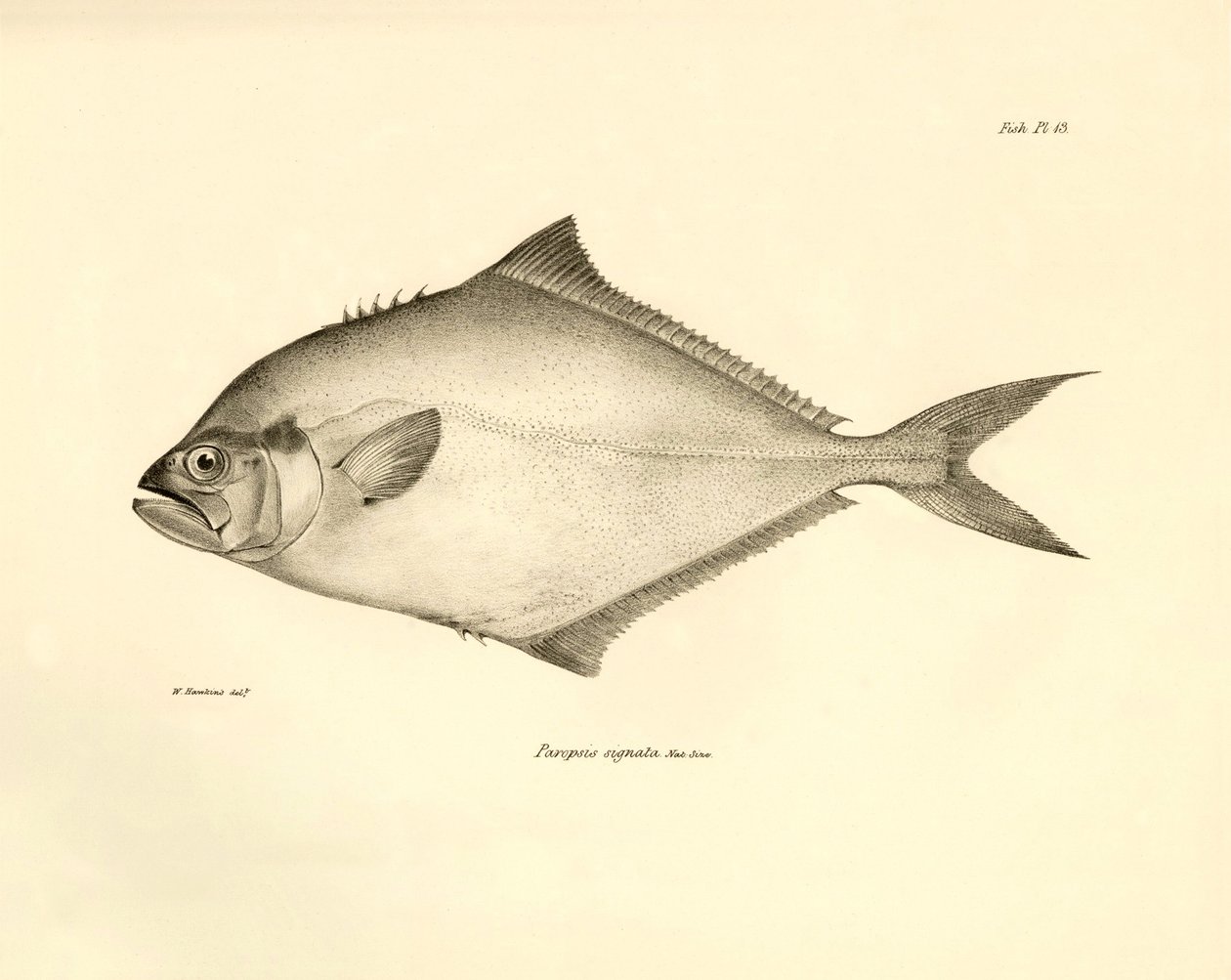 Zoológia: a Charles Darwin által a Beagle fedélzetén tett útja során leírt "Paropsis signata" hal ábrázolása. Tábla a "The zoology of the voyage of H.M.S. Beagle under the command of Captaain Fitzroy under the years 1832-1836" című könyvből. alkotó: Unbekannter Künstler
