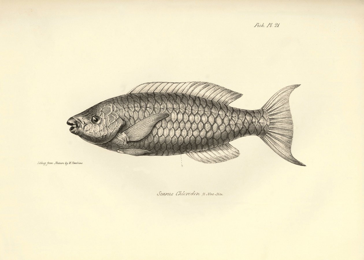 Zoológia: a "Scarus Chlorodon" hal ábrázolása, amelyet Charles Darwin írt le a Beagle fedélzetén tett utazása során. Tábla a "The zoology of the voyage of H.M.S. Beagle under the command of Captaain Fitzroy under the years 1832-1836" című könyvből. alkotó: Unbekannter Künstler