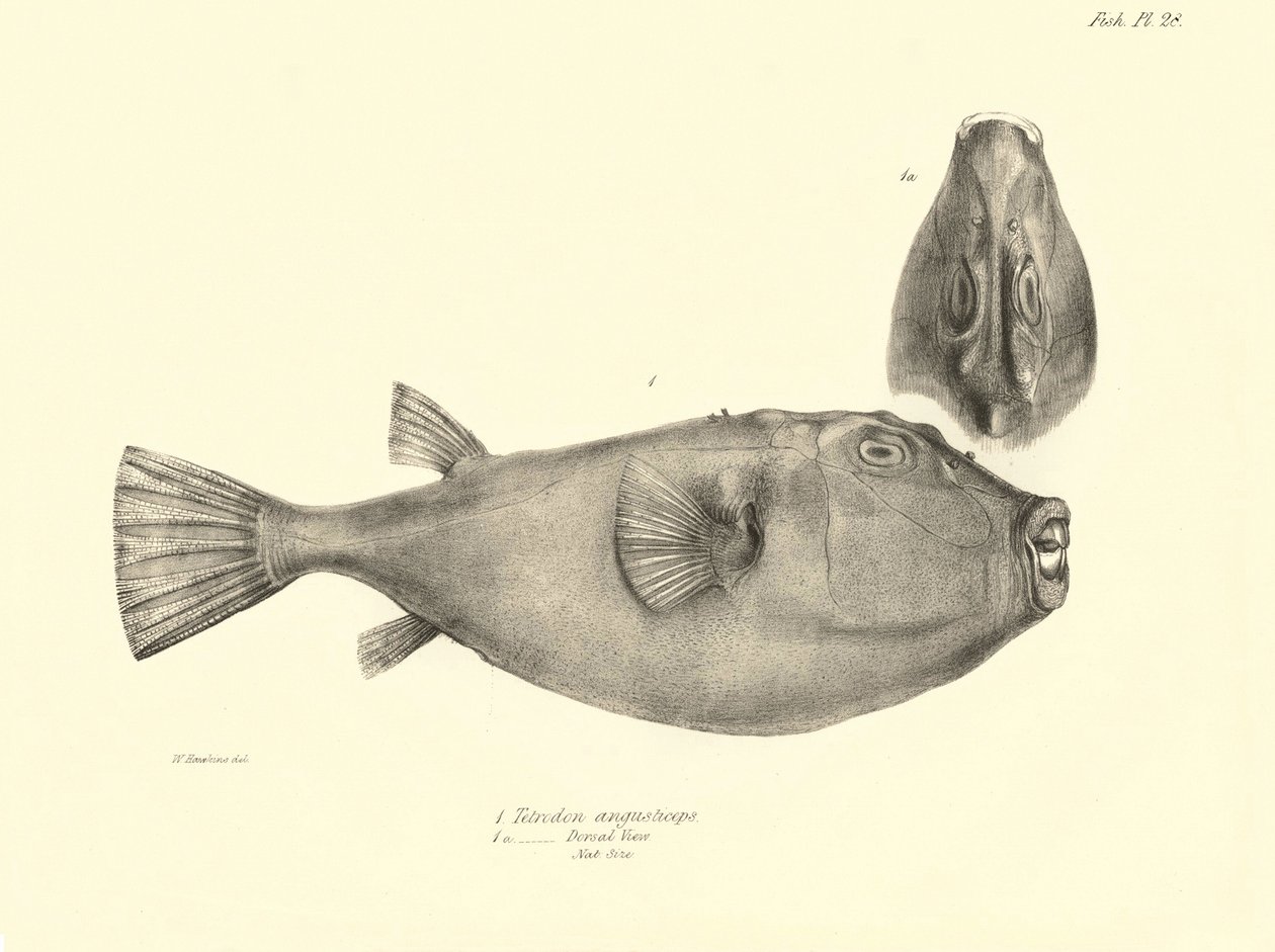 Zoológia: a "Tetrodon (Tetraodon) angusticeps" hal ábrázolása, amelyet Charles Darwin írt le a Beagle fedélzetén tett utazása során. Tábla a "The zoology of the voyage of the H.M.S. Beagle under the command of Captaain Fitzroy under the years 1832-18" című alkotó: Unbekannter Künstler