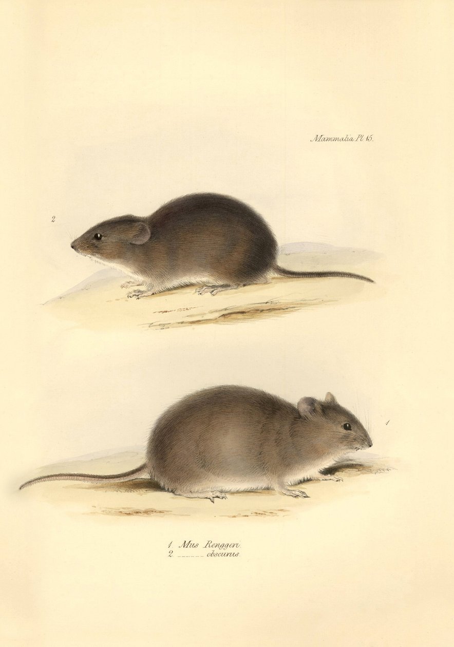 Állattan: a "Mus Renggeri" és a "Mus obscurus" (patkányok), amelyeket Charles Darwin a Beagle fedélzetén tett felfedezőútja során írt le. Tábla a "The Zoology of the voyage of the H.M.S. Beagle under the command of Captain Fitzroy during the years 1832 to  alkotó: Unbekannter Künstler