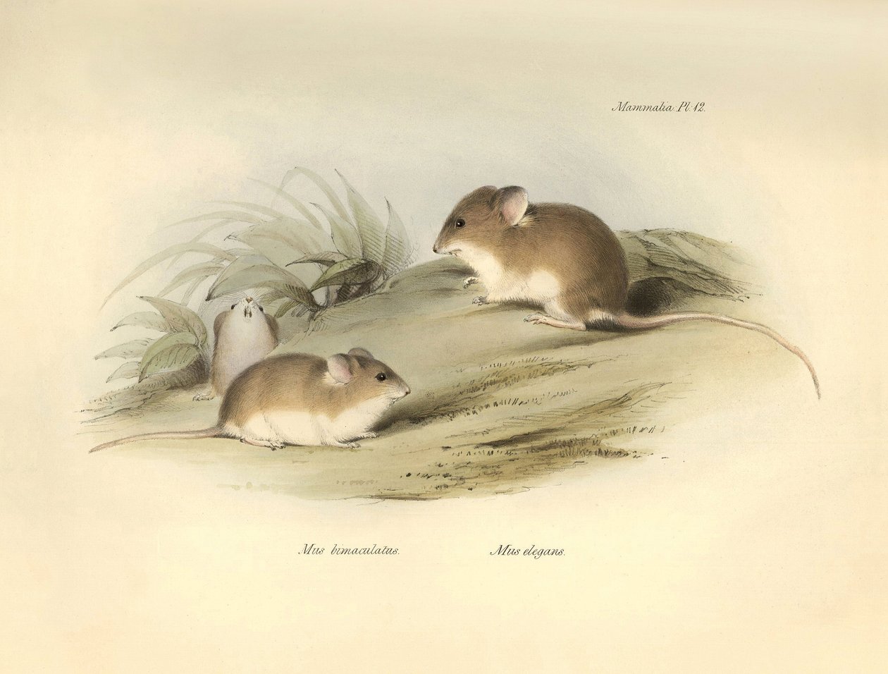 Zoológia: a "Mus albimaculatus" és a "Mus elegans" (egér), amelyet Charles Darwin írt le a Beagle fedélzetén tett felfedezőútja során. Tábla a "The Zoology of the voyage of the H.M.S. Beagle under the command of Captain Fitzroy under the years 1832 to 18"  alkotó: Unbekannter Künstler