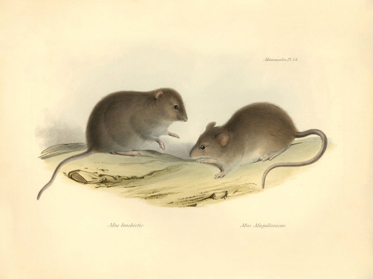 Zoológia: a "Mus brachiotis" és a Mus "Magellanicus" (patkányok), amelyeket Charles Darwin a Beagle fedélzetén tett felfedezőútja során írt le. Tábla a "The Zoology of the voyage of the H.M.S. Beagle under the command of Captain Fitzroy during the years 18 alkotó: Unbekannter Künstler