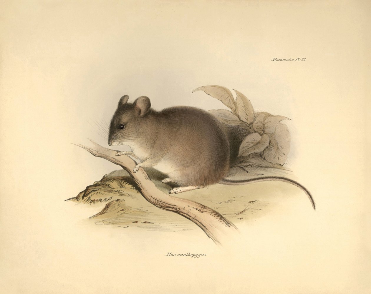 Zoológia: a "Mus xanthopygus" vagy xanthopygus egér, amelyet Charles Darwin írt le a Beagle fedélzetén tett felfedezőútja során. Tábla a "The Zoology of the voyage of the H.M.S. Beagle under the command of Captain Fitzroy during the years 1832 to 1836 e" c alkotó: Unbekannter Künstler