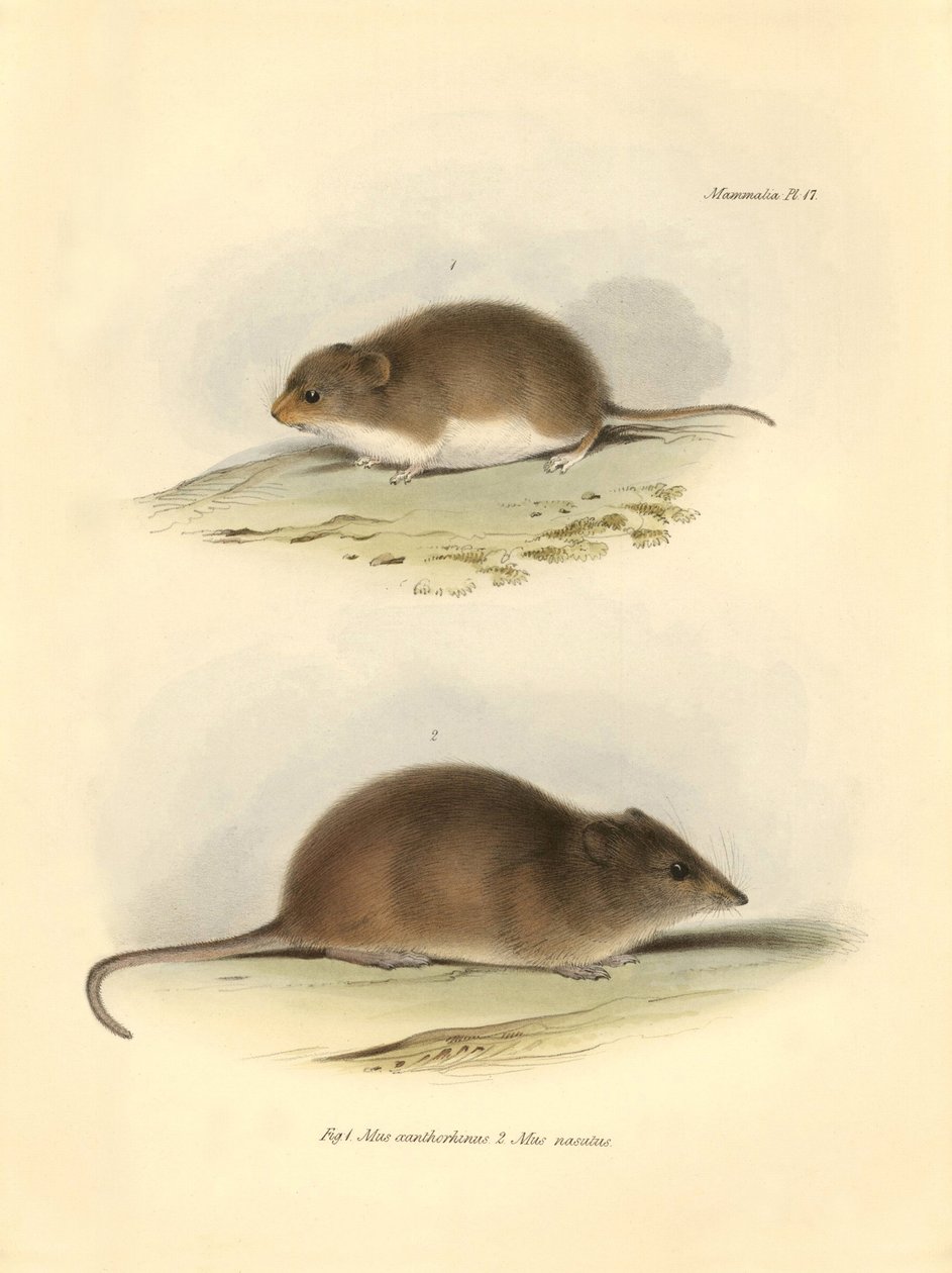 Állattan: a "Mus xanthorhinus" vagy mezei patkány és a "Mus nasutus", amelyet Charles Darwin írt le a Beagle fedélzetén tett felfedezőútja során. Tábla a "The Zoology of the voyage of the H.M.S. Beagle under the command of Captain Fitzroy during the years  alkotó: Unbekannter Künstler
