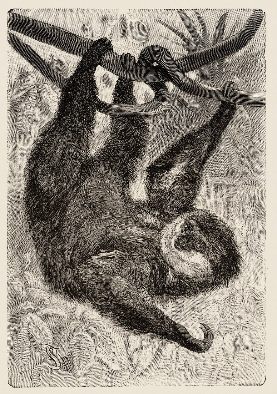 Zoológia: unau vagy lusta írja le és illusztrálja Carlo Vogt és Federico Specht a "Natural history illustree: emlősök" 1884-ben alkotó: Unbekannter Künstler