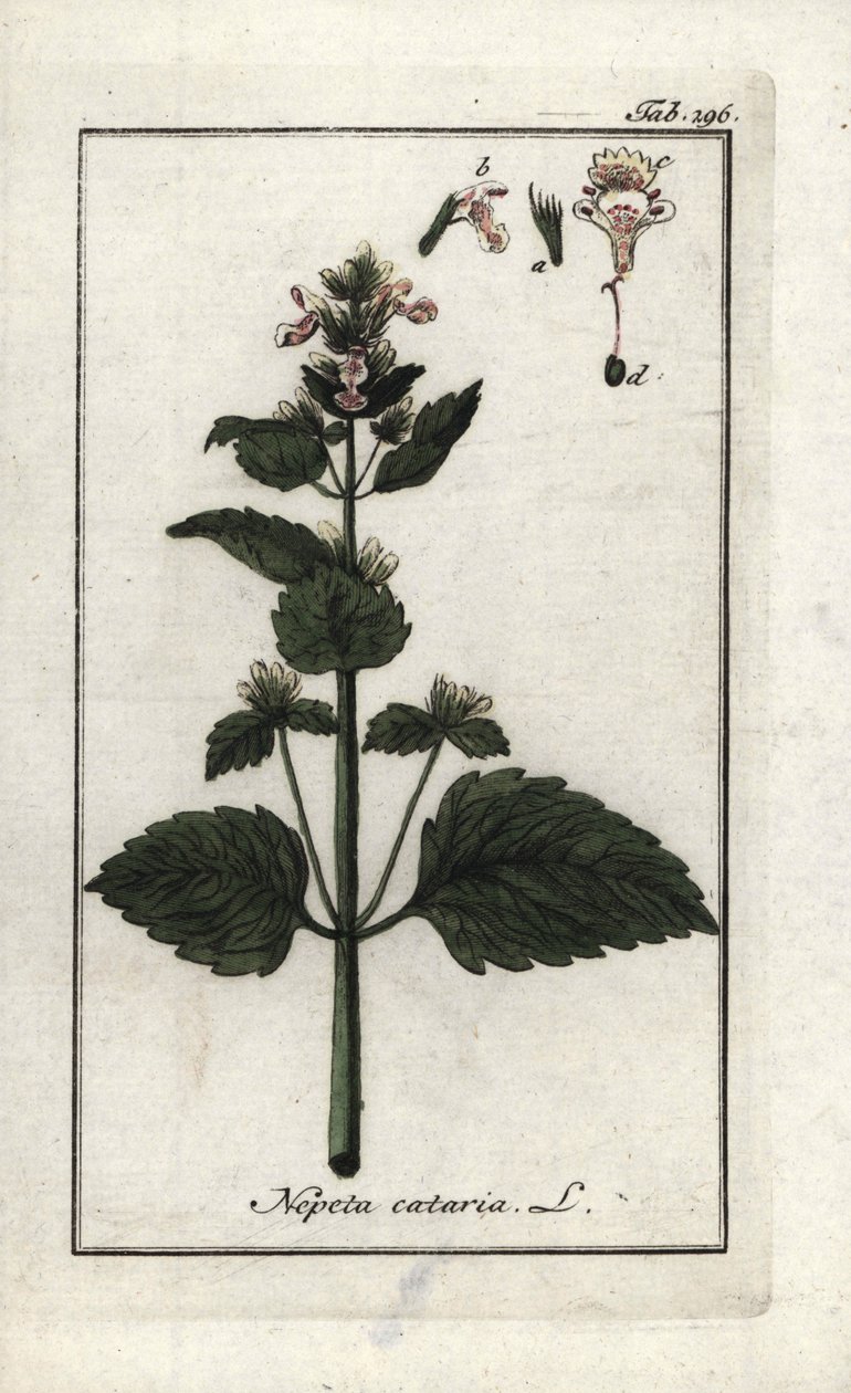 catary vagy catary vagy catary vagy cat menta (Nepeta cataria). Litográfia Johannes Zorn (1739-1799) "Afbeelding der Artseny-Gewassen" című művéből, Hollandia. alkotó: Unbekannter Künstler